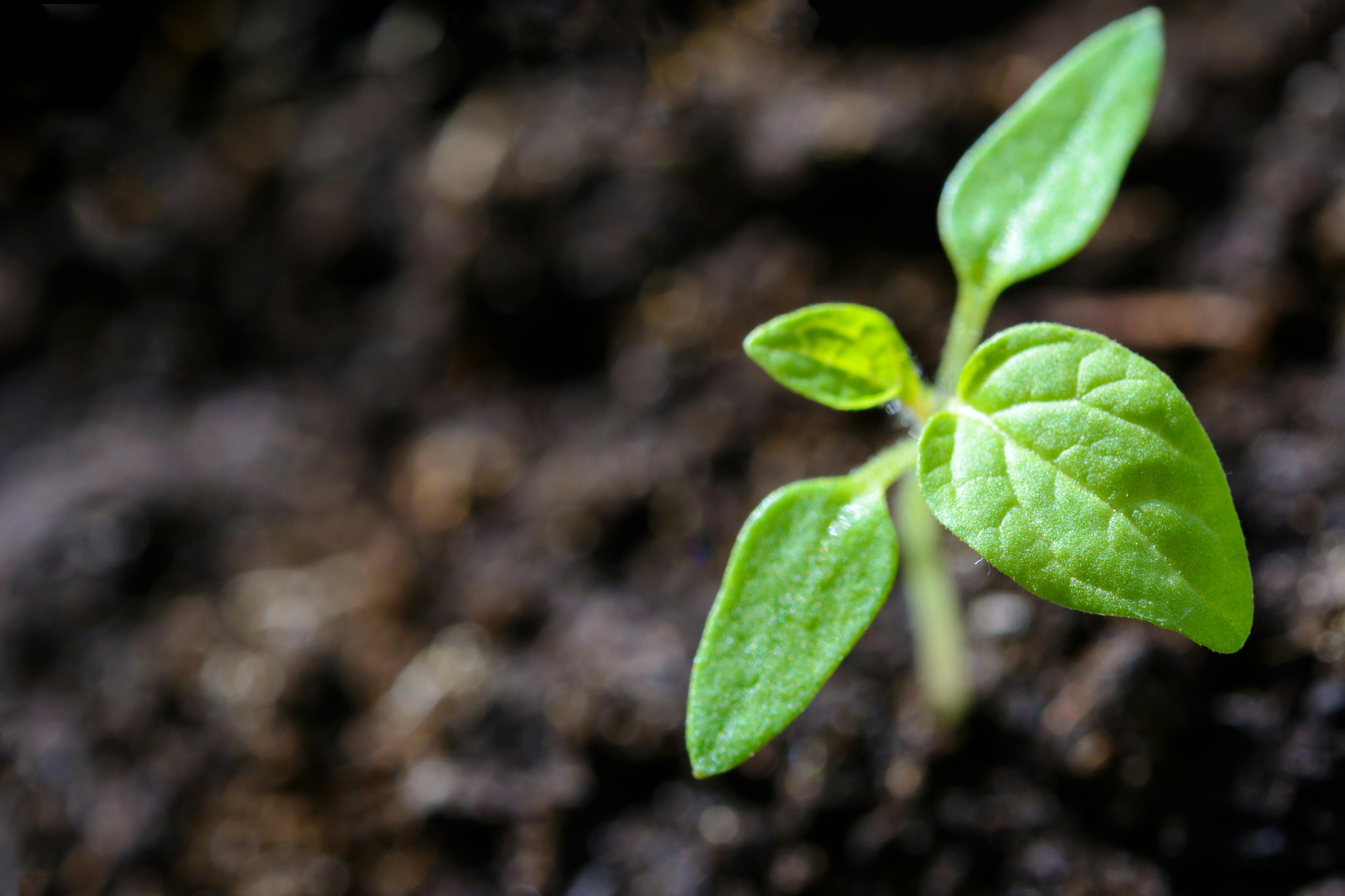 Growth and healing